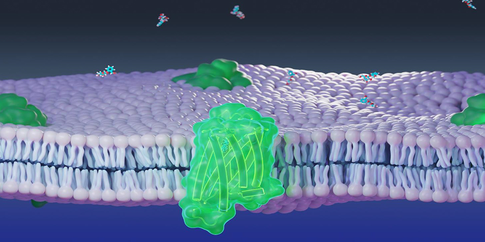 Figure : modèle moléculaire de récepteur chimiosensoriel (en vert) et de membrane cellulaire (en violet) utilisé dans les simulations moléculaires et numériques.