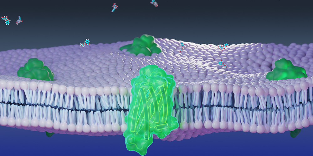 modèle moléculaire de récepteur chimiosensoriel (en vert) et de membrane cellulaire (en violet) utilisé dans les simulations moléculaires et numériques.