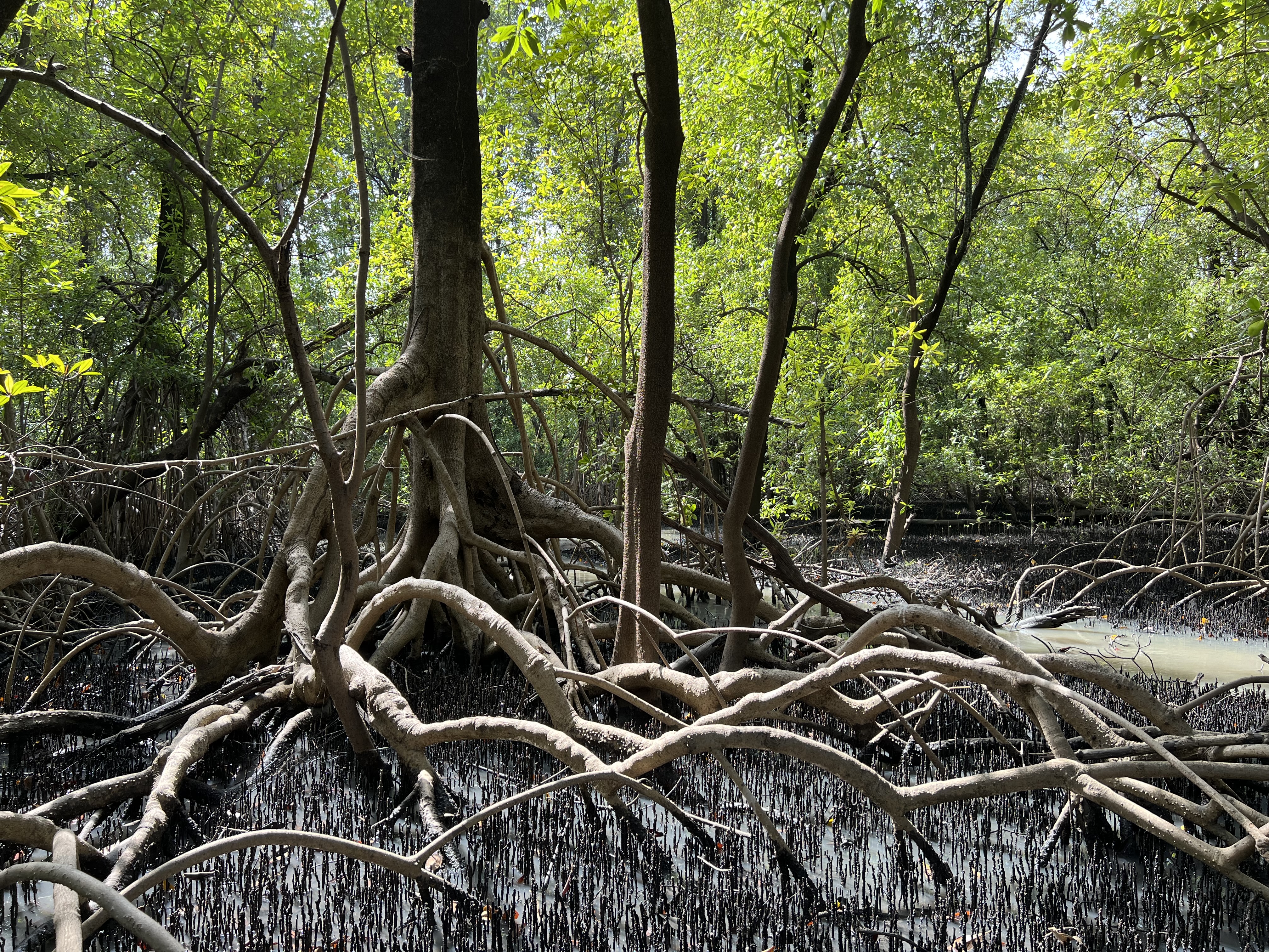 Forêt de Mangrove en Gambie, Afrique de l'Ouest. CC Julien Andrieu.